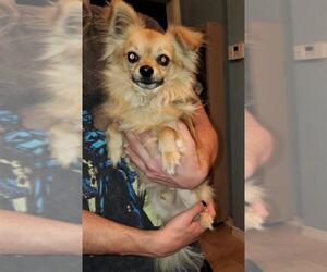Chiranian Dogs for adoption in Arlington, WA, USA