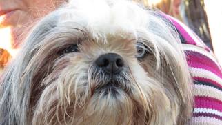 Shih Tzu Dogs for adoption in Napa, CA, USA