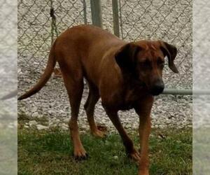 Redbone Coonhound Dogs for adoption in Pendleton, NY, USA
