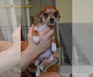 Mutt Dogs for adoption in Arlington, WA, USA