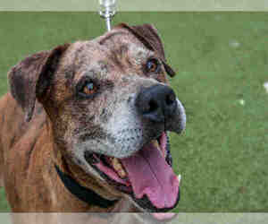 American Staffordshire Terrier-Catahoula Leopard Dog Mix Dogs for adoption in Fort Lauderdale, FL, USA
