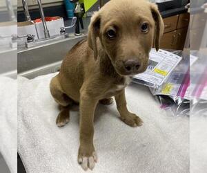 Staffordshire Bull Terrier-Unknown Mix Dogs for adoption in Modesto, CA, USA
