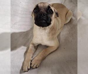Pug-Unknown Mix Dogs for adoption in Bakersfield, CA, USA