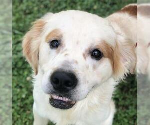 Great Pyrenees Dogs for adoption in Cumming, GA, USA