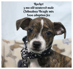 Medium Photo #1 Beagle-Chihuahua Mix Puppy For Sale in Jefferson City, TN, USA