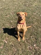 Labrador Retriever-Unknown Mix Dogs for adoption in Howell, MI, USA
