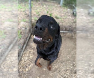 Rottweiler Dogs for adoption in Hillsboro, NH, USA