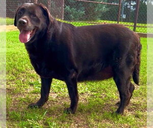 Labrador Retriever Dogs for adoption in Grovetown, GA, USA
