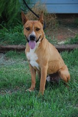 American Pit Bull Terrier Dogs for adoption in Scottsdale, AZ, USA