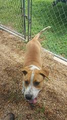 English Coonhound-Unknown Mix Dogs for adoption in Redfield, AR, USA