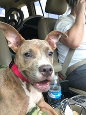 Small American Pit Bull Terrier-Pharaoh Hound Mix
