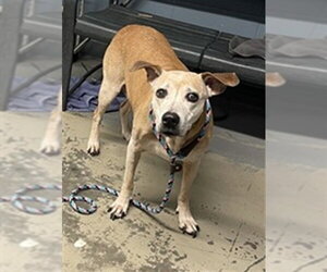 Black Mouth Cur-Unknown Mix Dogs for adoption in Tallahassee, FL, USA