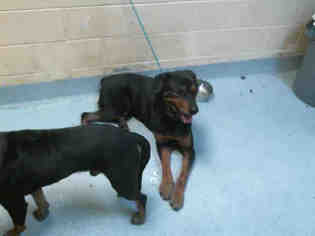 Rottweiler Dogs for adoption in Tulsa, OK, USA
