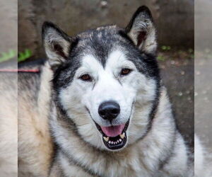 Huskies -Unknown Mix Dogs for adoption in Canton, CT, USA