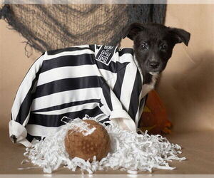 Border Collie-Unknown Mix Dogs for adoption in Ames, IA, USA