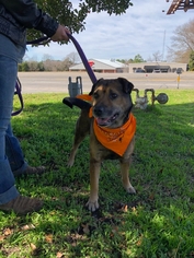 Mutt Dogs for adoption in Tyler, TX, USA