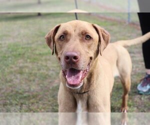 Labrador Retriever Dogs for adoption in Ocala, FL, USA