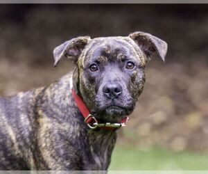 Mutt Dogs for adoption in Farmington, MN, USA