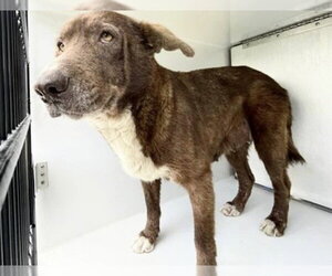 Labrador Retriever-Unknown Mix Dogs for adoption in Houston, TX, USA