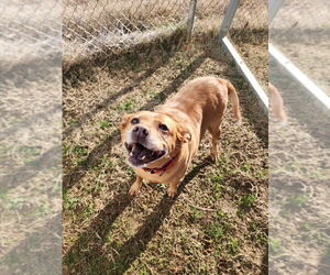Labrador Retriever-Unknown Mix Dogs for adoption in Evansville, IN, USA