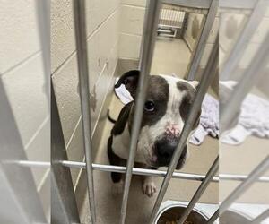 American Pit Bull Terrier Dogs for adoption in Decatur, IL, USA