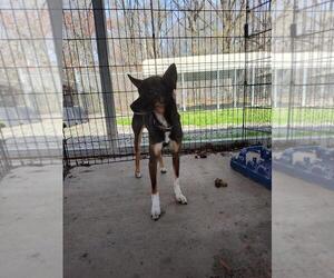 Feist Terrier-Miniature Pinscher Mix Dogs for adoption in Albemarle, NC, USA