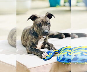 American Pit Bull Terrier Dogs for adoption in Berkeley, CA, USA