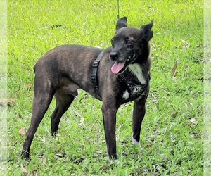 Mutt Dogs for adoption in Lafayette, LA, USA