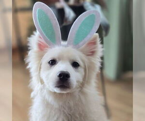 Mutt Dogs for adoption in Fargo, ND, USA