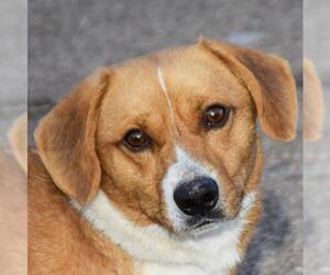 Beagi Dogs for adoption in Huntley, IL, USA