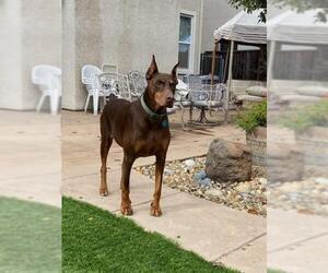 Doberman Pinscher Dogs for adoption in danville, CA, USA