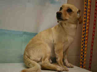 Chiweenie Dogs for adoption in Albany, OR, USA