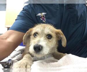 Mutt Dogs for adoption in Riverside, CA, USA