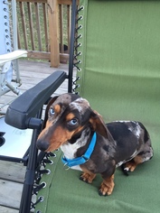 Dachshund Dogs for adoption in Germanton, NC, USA