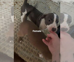 Staffordshire Bull Terrier-Unknown Mix Dogs for adoption in Holly Springs, NC, USA