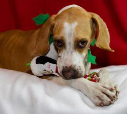 American Foxhound Dogs for adoption in Brooksville, FL, USA