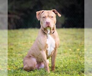 Staffordshire Bull Terrier Dogs for adoption in Naples, FL, USA