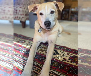 Jack Russell Terrier-Labrador Retriever Mix Dogs for adoption in Princeton, MN, USA