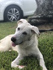 Shepradors Dogs for adoption in Weston, FL, USA