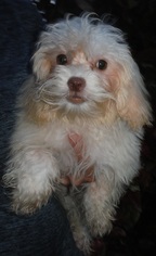 Shih-Poo Dogs for adoption in Commerce, GA, USA