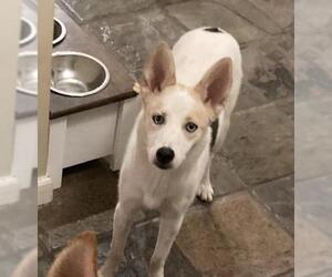 Australian Shepherd-Siberian Husky Mix Dogs for adoption in San Diego, CA, USA
