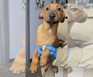 Jack Russell Terrier-Unknown Mix Dogs for adoption in Aurora, IN, USA