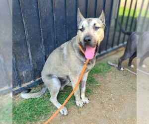 German Shepherd Dog Dogs for adoption in Long Beach, CA, USA
