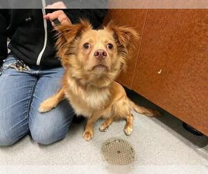 Chi-Corgi Dogs for adoption in Rancho Cucamonga, CA, USA