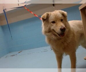 Pyrenees Husky Dogs for adoption in Moreno Valley, CA, USA