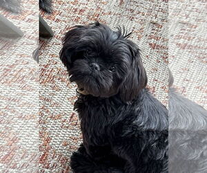 Shih Tzu Dogs for adoption in Sioux Falls, SD, USA