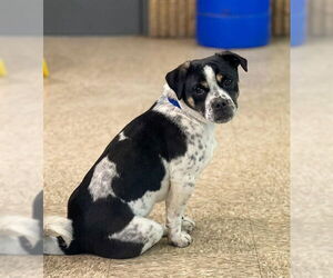 Pug-Unknown Mix Dogs for adoption in Westminster, MD, USA