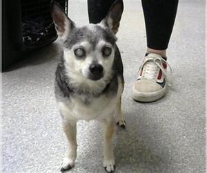 Chihuahua-Unknown Mix Dogs for adoption in Pasadena, TX, USA