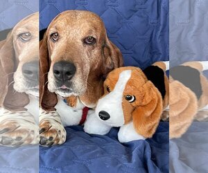 Basset Hound Dogs for adoption in Brookville, OH, USA