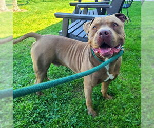 American Pit Bull Terrier Dogs for adoption in Long Beach, CA, USA